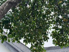 -麻雀咖啡SPARROW COFFEE(十全街店)