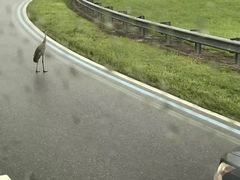 -奥兰多迪士尼动物王国乐园