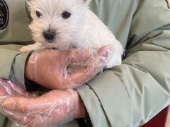 -翊宠yipet猫狗购宠庄园犬舍•猫舍