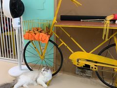 -猫在这儿猫咪咖啡馆·撸猫馆