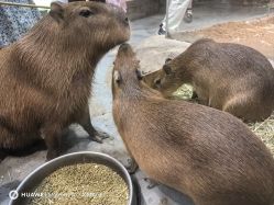 -Zoolung Zoolung动物主题公园(海信广场店)