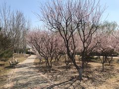 -永定河休闲森林公园