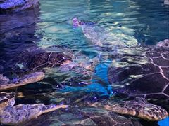 -烟台海昌鲸鲨海洋公园