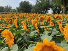 -长白岛森林公园