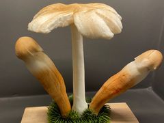 -一朵菌·野生菌探索家火锅(南亚店)