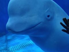 -多彩贵州城极地海洋世界