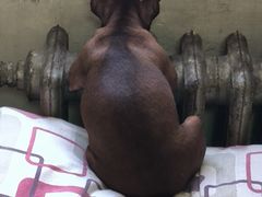 -纳吉亚猫专科动物诊疗中心(蒋宅口分院)