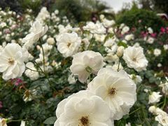 -人民公园(罗湖区)