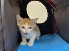 -创凡宠物医院·骨专科  猫科中心(西乡分院)