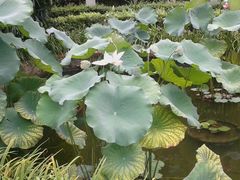 荷花池-东莞市可园博物馆