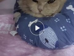 -瑞派动物医院·猫专科·至诚(江南中分院)