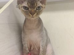 -A猫a狗全科·犬猫异宠·芥西宠物医院(南开总院)