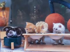 -极木²邸 人与宠物·互动社区