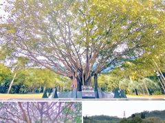-深圳仙湖植物园