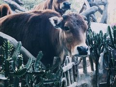 -长鹿旅游休博园