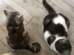 -海边的猫和咖啡馆