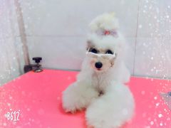 -宠屋宠物美容店