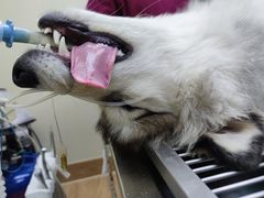 -芭比堂动物医院广州顽皮分院