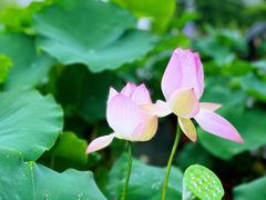 -莲花池公园