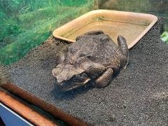 -上海大自然野生昆虫馆