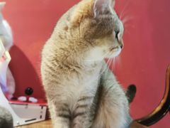 -猫色咖啡·猫咖