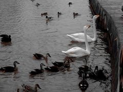 -盐城丹顶鹤湿地生态旅游区