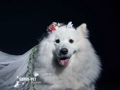 -超宠爱宠物摄影-Super pet