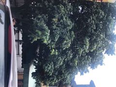 -光明刘冰乳鸽店(光明法政北路店)