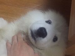 -翊宠yipet猫狗购宠庄园犬舍•猫舍