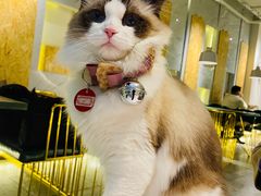 -喵喵咪呀布偶猫咖(春熙路店)
