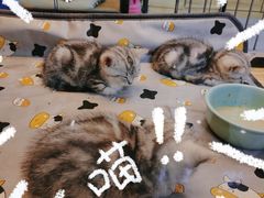 -藏猫猫咖啡主题馆(中央大道店)