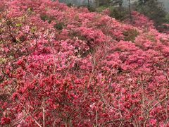 -木兰云雾山