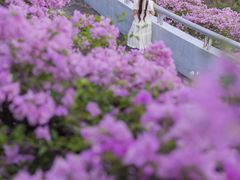 -深圳仙湖植物园