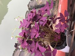 -苏州人家(锦溪镇店)