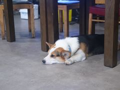 -阿尔法海鲜排档(爱琴海店)