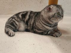 -帕帕拉兹宠物(亚洲旗舰店)