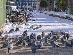 -札幌电视塔