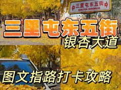 -三里屯东五街银杏大道