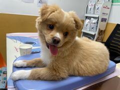 -美联众合动物医院(·中兽医·疑难杂症·严家桥分院)