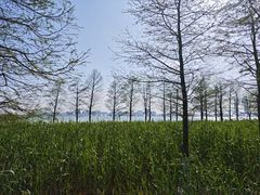 -春花秋色城市公园