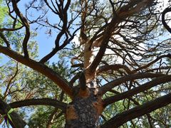 -莫尔道嘎国家森林公园