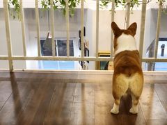 -柯斗斗主题餐厅·狗咖·围炉煮茶·茶饮(国瑞升平里店)