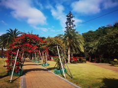 -野狸岛