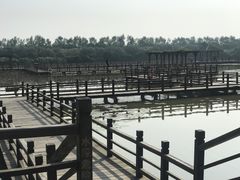 -大湾区中央湿地公园