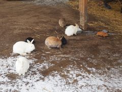 -宫城藏王狐狸村