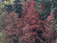-重庆彩云湖湿地公园