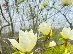 -武汉紫薇都市田园