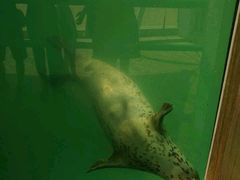 -北戴河圣蓝海洋公园