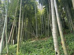 -莫干山风景区