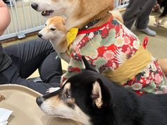 -逗柴咖啡屋·狗咖猫咖宠物桌游